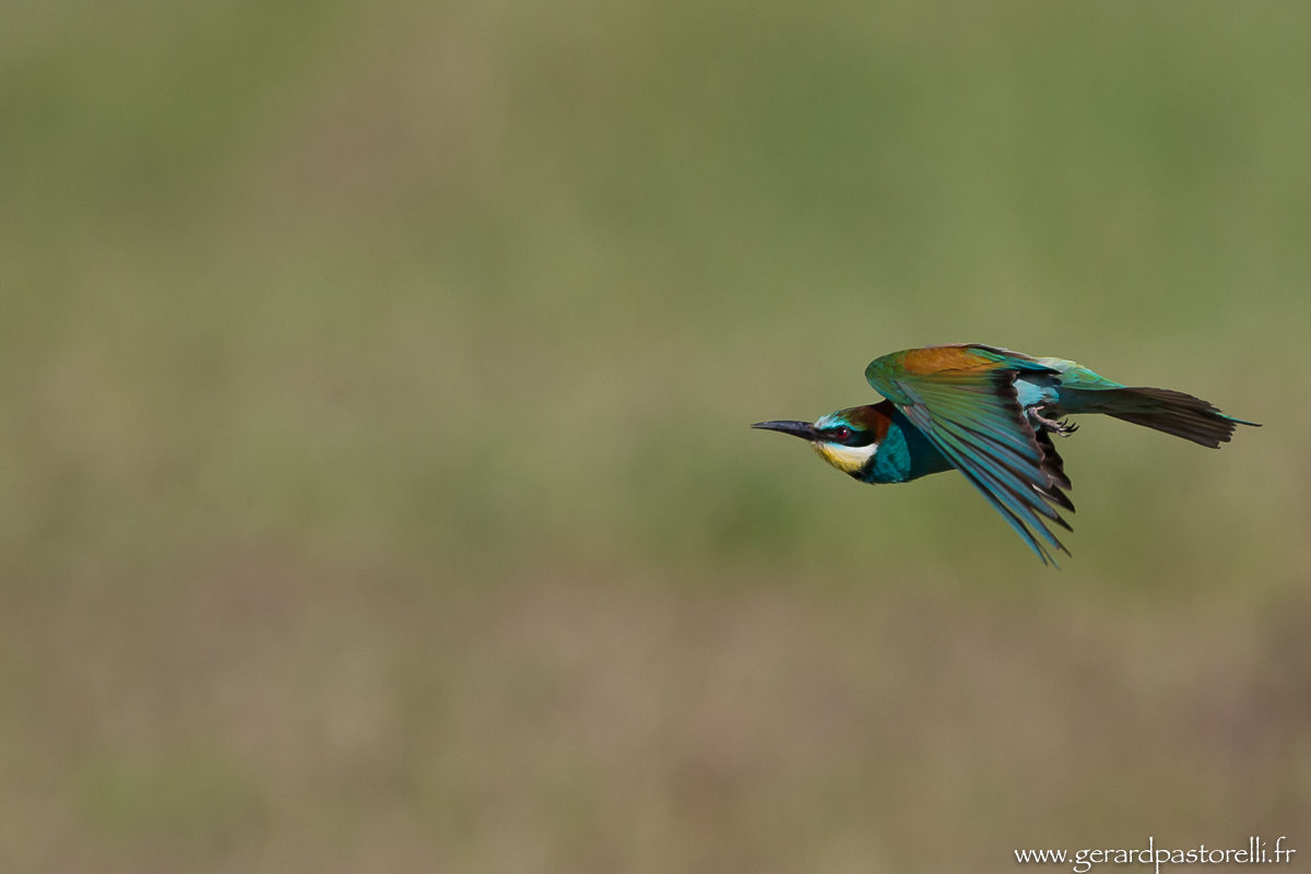 Bee eater 64